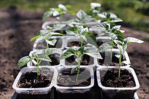 A close up of young plantlets of sweet pepper (Capsicum annuum subsp. grossum) in a little plastic pots in the garden