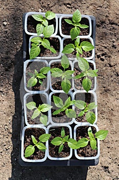 A close up of young plantlets of sweet pepper (Capsicum annuum subsp. grossum) in a little plastic pots on the ground