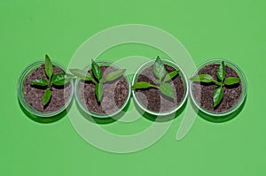 A close up of young plantlets of sweet pepper in a plastic pots on green background. Bell pepper seedlings, top view