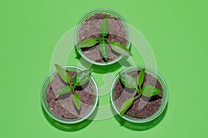 A close up of young plantlets of sweet pepper in a plastic pots on green background. Bell pepper seedlings, top view