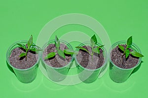 A close up of young plantlets of sweet pepper in a plastic pots on green background. Bell pepper seedlings, top view