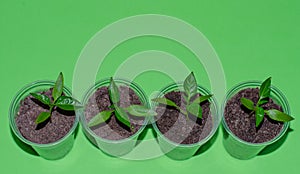 A close up of young plantlets of sweet pepper in a plastic pots on green background. Bell pepper seedlings, top view