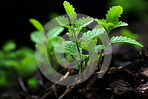 a close up of young plants sprouting from the ground