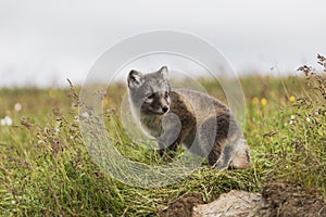 Close up of a young playful arctic fox cub on iceland