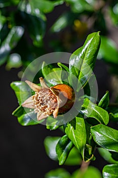 Close up of young pomegranate growing on tree, species Punica granatum, is a fruit-bearing deciduous shrub in the family