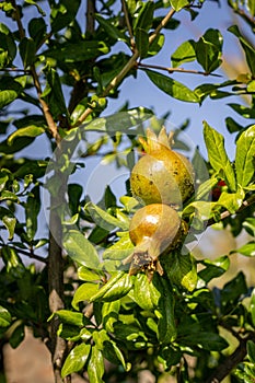 Close up of young pomegranate growing on tree, species Punica granatum, is a fruit-bearing deciduous shrub in the family