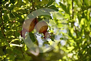 Close-up Young Pomegranate on the tree in Eram Garden, Shiraz, Iran