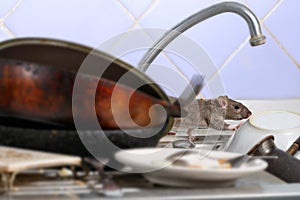 Close-up young rat climbs on dirty dishes in the kitchen sink