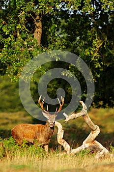 Close-up of a young Red Deer stag in autumn