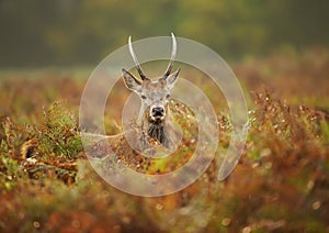 Close up of a young red deer stag in the field of fern
