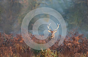 Close up of a young red deer stag standing in bracken in autumn