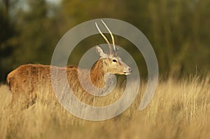 Close-up of a young red deer stag standing in a field