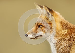 Close up of a young red fox against clear background