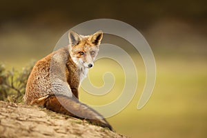 Close-up of a young red fox resting on sand in Autumn
