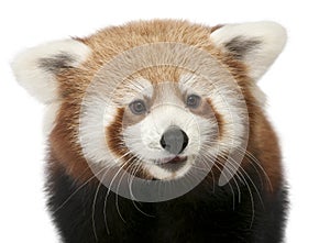 Close-up of Young Red panda or Shining cat