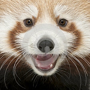 Close-up of Young Red panda or Shining cat