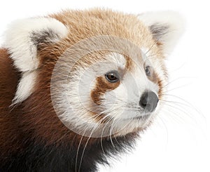 Close-up of Young Red panda or Shining cat