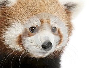 Close-up of Young Red panda or Shining cat