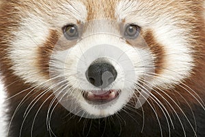 Close-up of Young Red panda or Shining cat, Ailurus fulgens