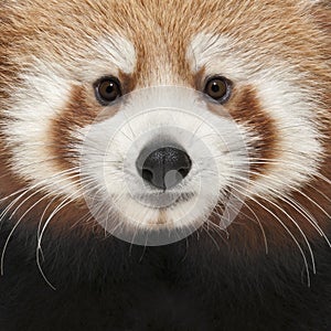Close-up of Young Red panda or Shining cat, Ailurus fulgens