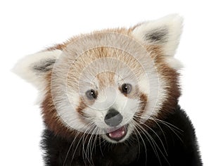 Close-up of Young Red panda or Shining cat, Ailurus fulgens, 7 months old