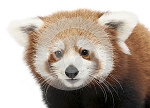 Close-up of Young Red panda or Shining cat, Ailurus fulgens, 7 months old