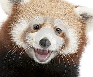 Close-up of Young Red panda or Shining cat, Ailurus fulgens, 7 months old photo