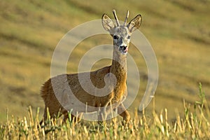 Close-up of young roe deer in the field