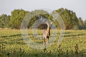 Close-up of young roe deer in the field