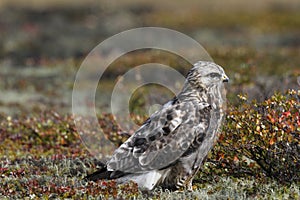 Close-up of a young rough-legged hawk Buteo Lagopus found on the tundra