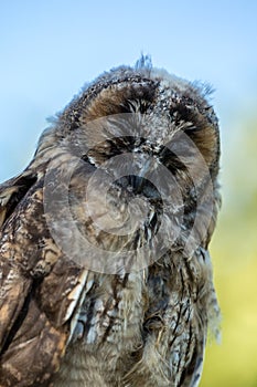 Close up of young Scops owl in Balagne region of Corsica