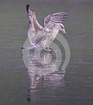 Close up of young seagull landing on icy lake