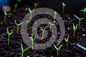 Close up Young seed germination and plant growing with rain water drop over green and morning sunlight environment