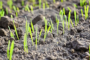 Close-up of young seedlings of winter wheat. Young green wheat growing in soil. Selective focus