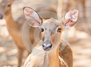 Close up young siamese eld deer , Thamin, brow antlered deer Cervus eldi Siamensis photo