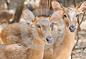 Close up young siamese eld deer , Thamin, brow antlered deer Cervus eldi Siamensis photo