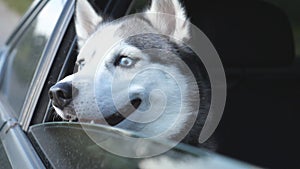 Close up of young siberian husky dog looking out from the window of moving car during trip. Domestic animal sticks her