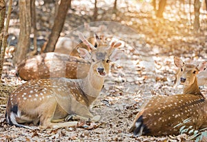 Close up young sika deers or spotted deers or Japanese deers Cervus nippon