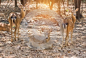 Close up young sika deers or spotted deers or Japanese deers Cervus nippon