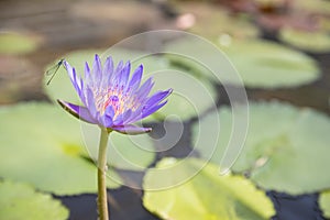 Closeup of young single water lily with dragonfly in pond