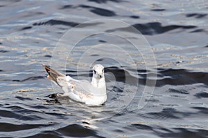 Close-up of a young sleepy seagull Larus marinus