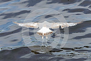 Close-up of a young sleepy seagull Larus marinus