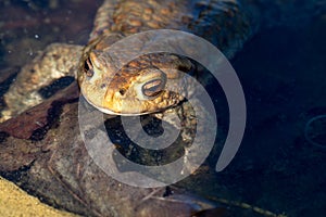 Close up young small brown frog head details