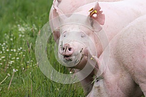Close up of young sows on summer pasture outdoor