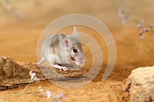 Close-up young spiny mouse  eats on the  snag.