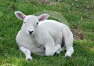Close up of a young spring lamb sitting in a field