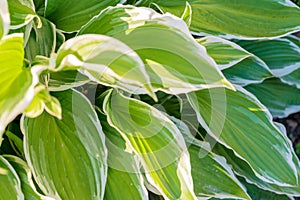 Close up of young spring leaves of hosta plant with flower buds. Green fooliage background