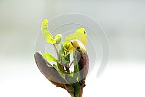 Close-up of a young sprout isolated on a white background with space for text. The concept of ecology and environmental