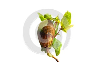 Close-up of a young sprout isolated on a white background with space for text. The concept of ecology and environmental