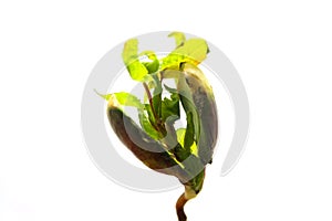 Close-up of a young sprout isolated on a white background with space for text. The concept of ecology and environmental